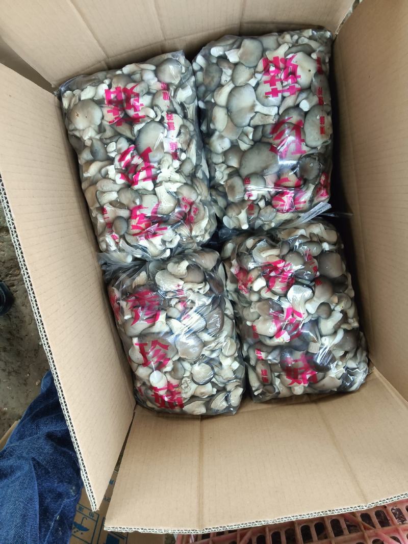 秀珍菇