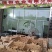 马冈鹅苗阳江鹅苗【货到付款\企业认证放心苗】