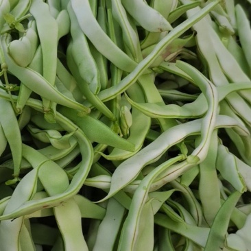白不老豆角