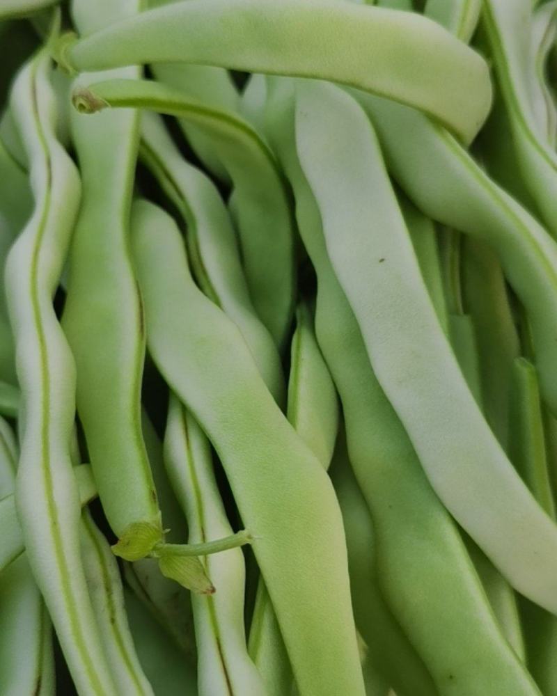 白不老豆角