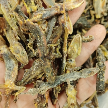 全清水天龙，大货走量批发价产地代销大货货多。