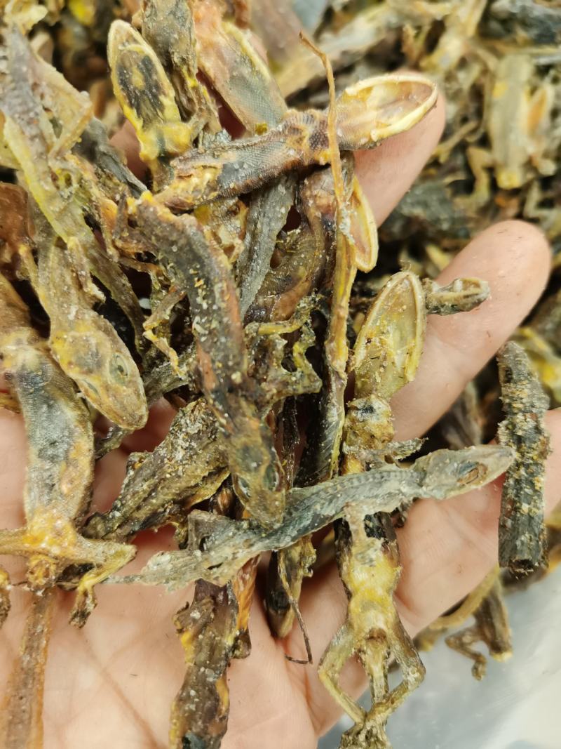 全清水天龙，大货走量批发价产地代销大货货多。
