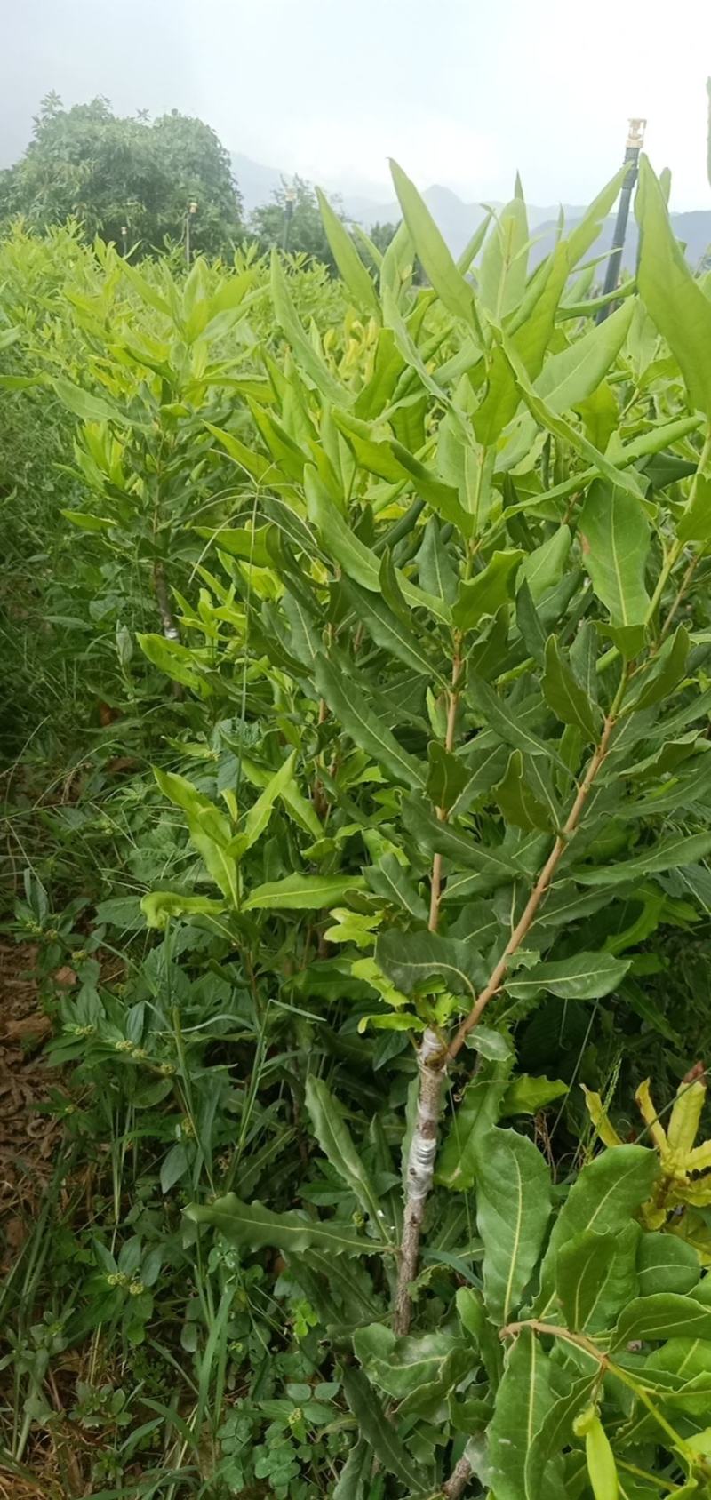 夏威夷果苗嫁接苗，品种齐全价格实慧