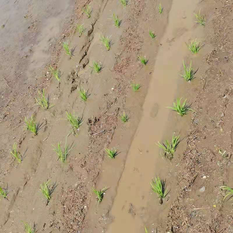 定单水稻苗水稻商品苗稻谷苗旱改水水稻秧苗