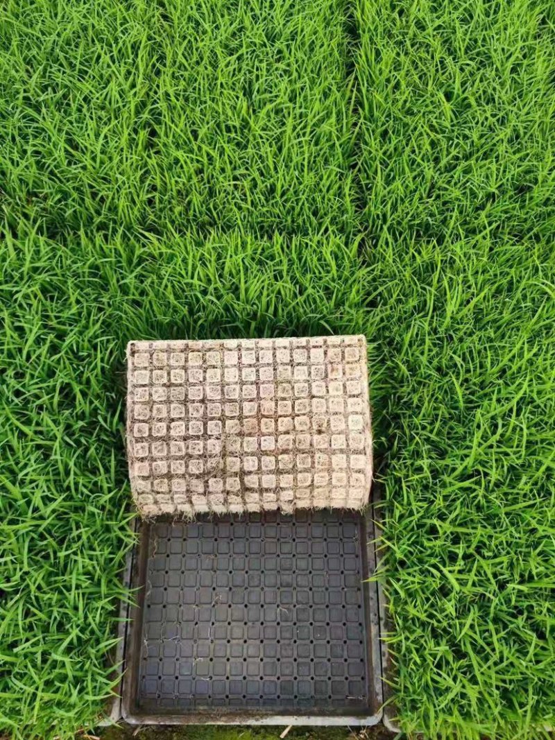 定单水稻苗水稻商品苗稻谷苗旱改水水稻秧苗
