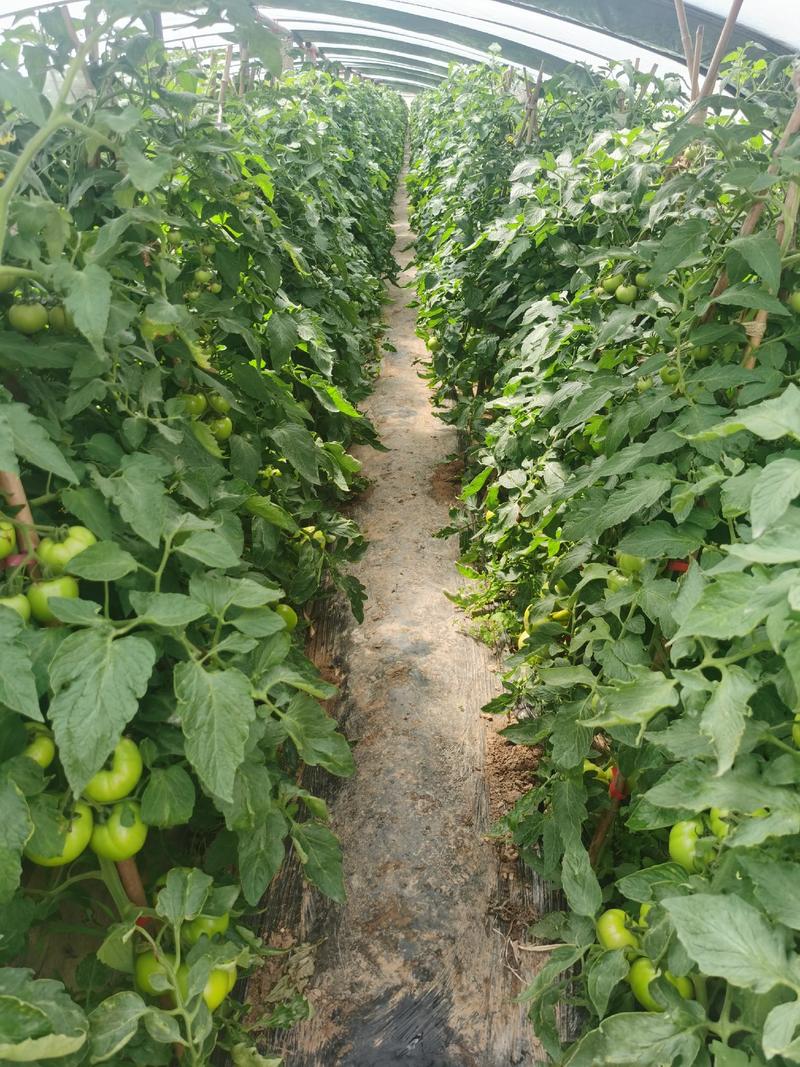 越夏抗热大果硬粉西红柿苗子，抗病毒，产量高，免费技术指导