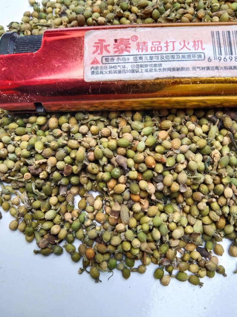 百蕊草种子，麦黄草种子，小米草种子，青龙草，野胡麻
