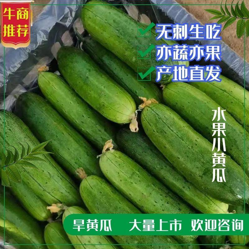 辽宁锦州凌海黄瓜旱黄瓜大量上市啦有需要的老板联系