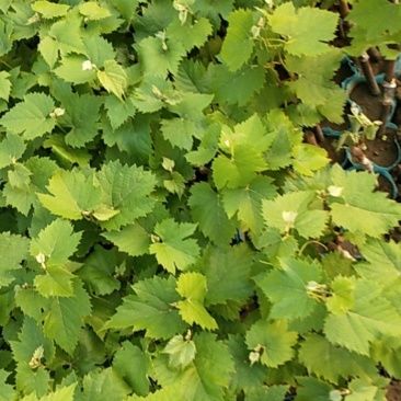 茉莉香碗苗接受预定