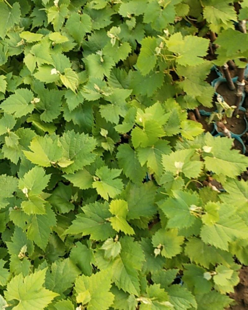 茉莉香碗苗接受预定