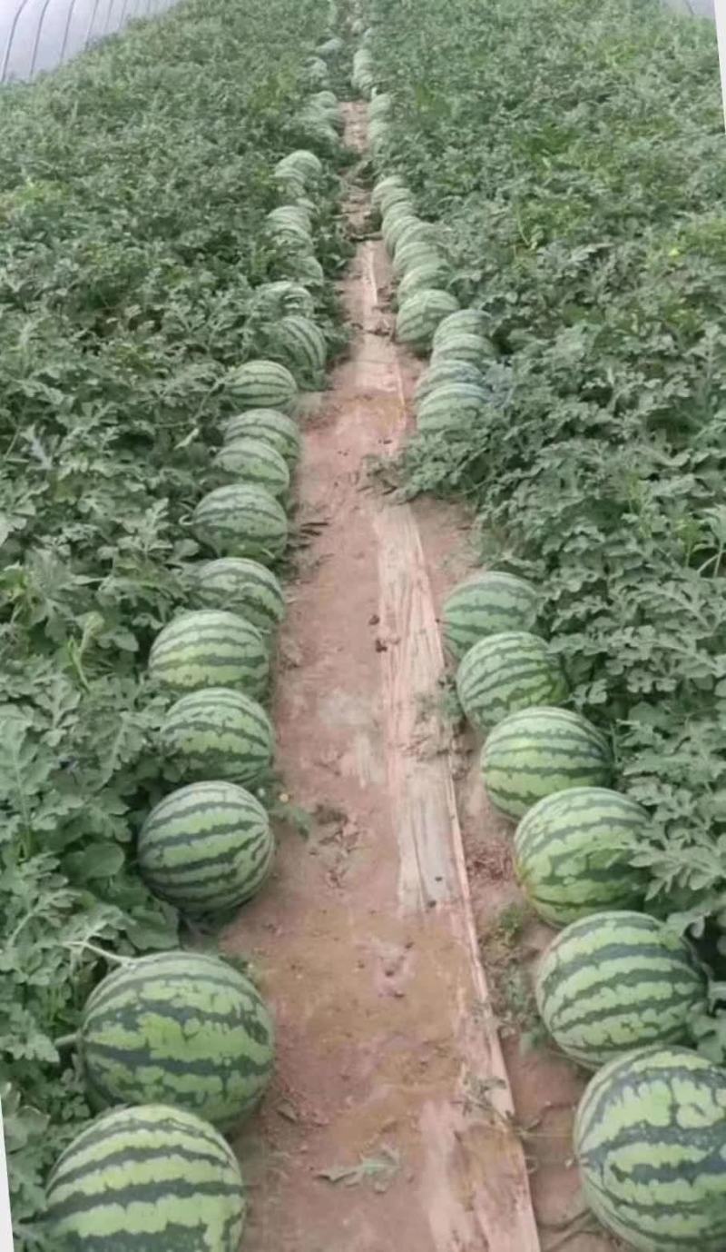 嫁接西瓜砧木种子厂家一手货源对接大型批发欢迎来电咨询