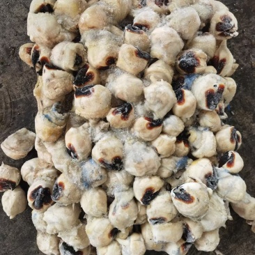 2000-4000秘鲁赤道鱿鱼嘴吧