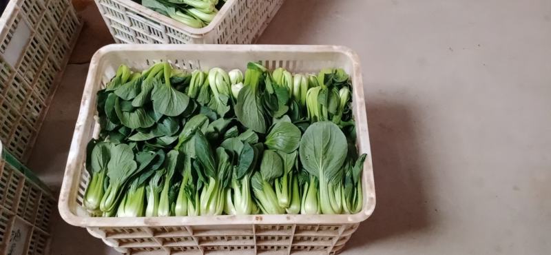 小青菜