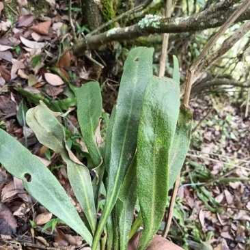 野生中药材化石草