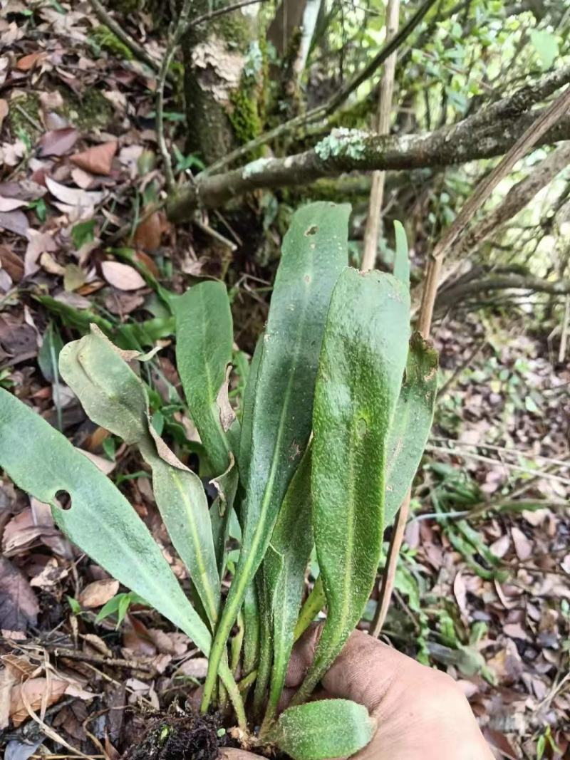 野生中药材化石草