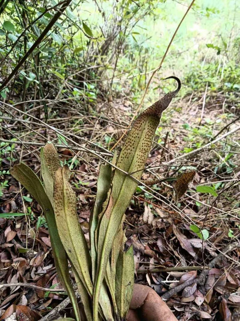 野生中药材化石草