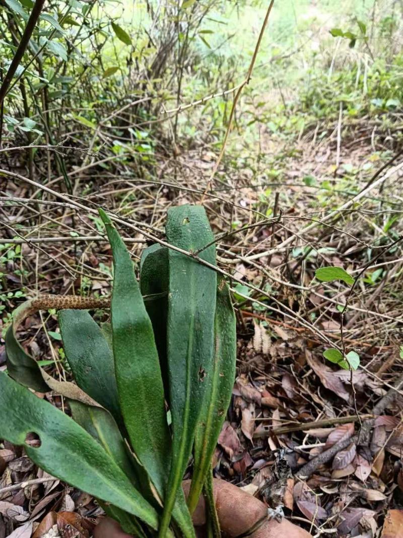 野生中药材化石草