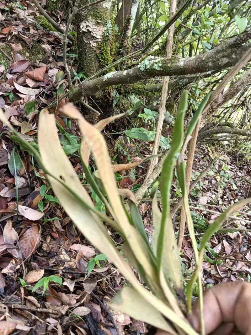野生中药材化石草