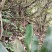 野生中药材化石草