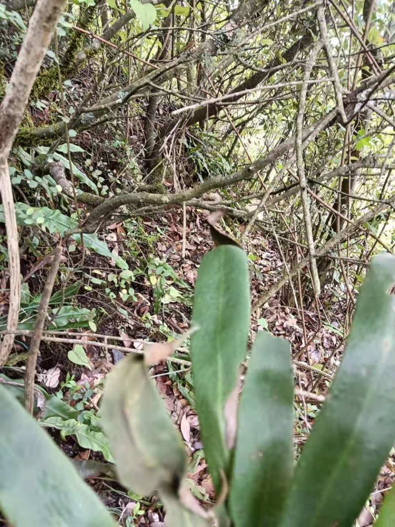 野生中药材化石草