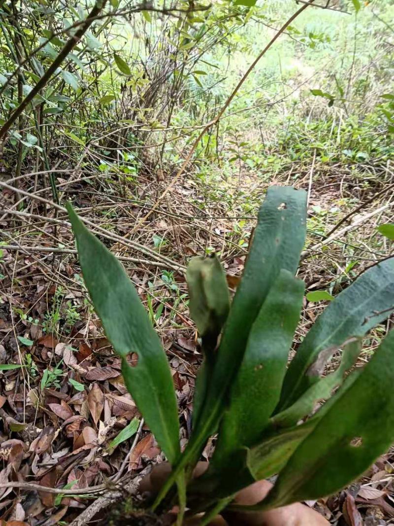 野生中药材化石草