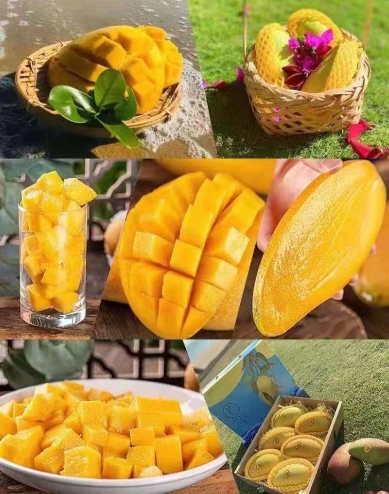 三亚金煌芒
