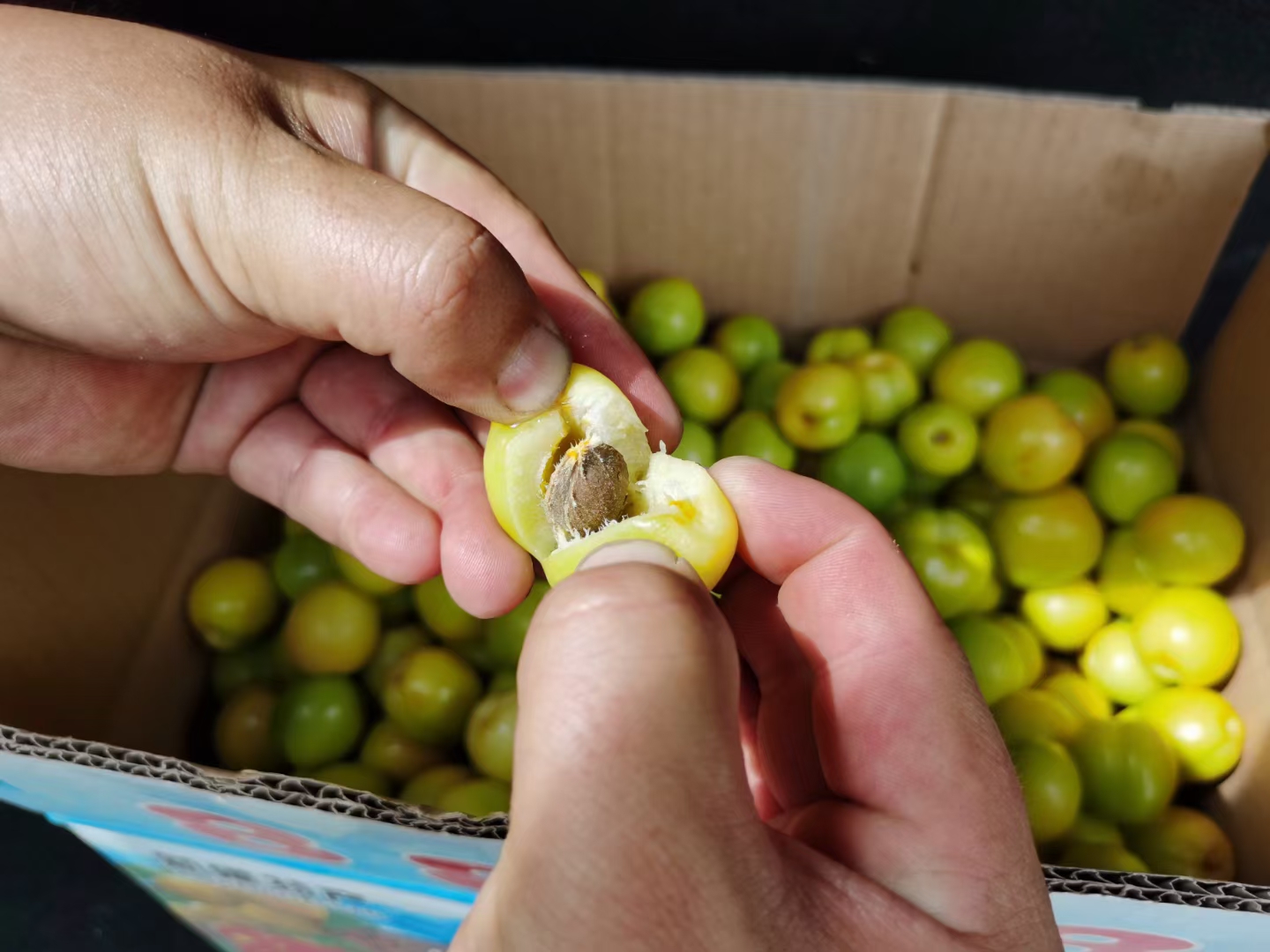 杏罐头制作过程