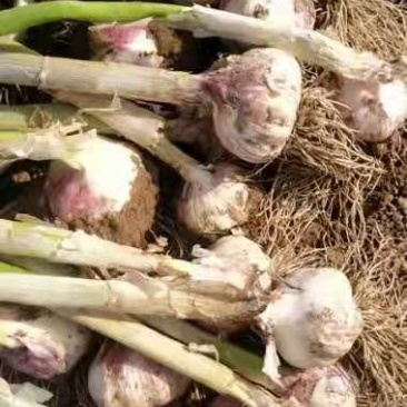 精品大蒜，货源充足，常年供货