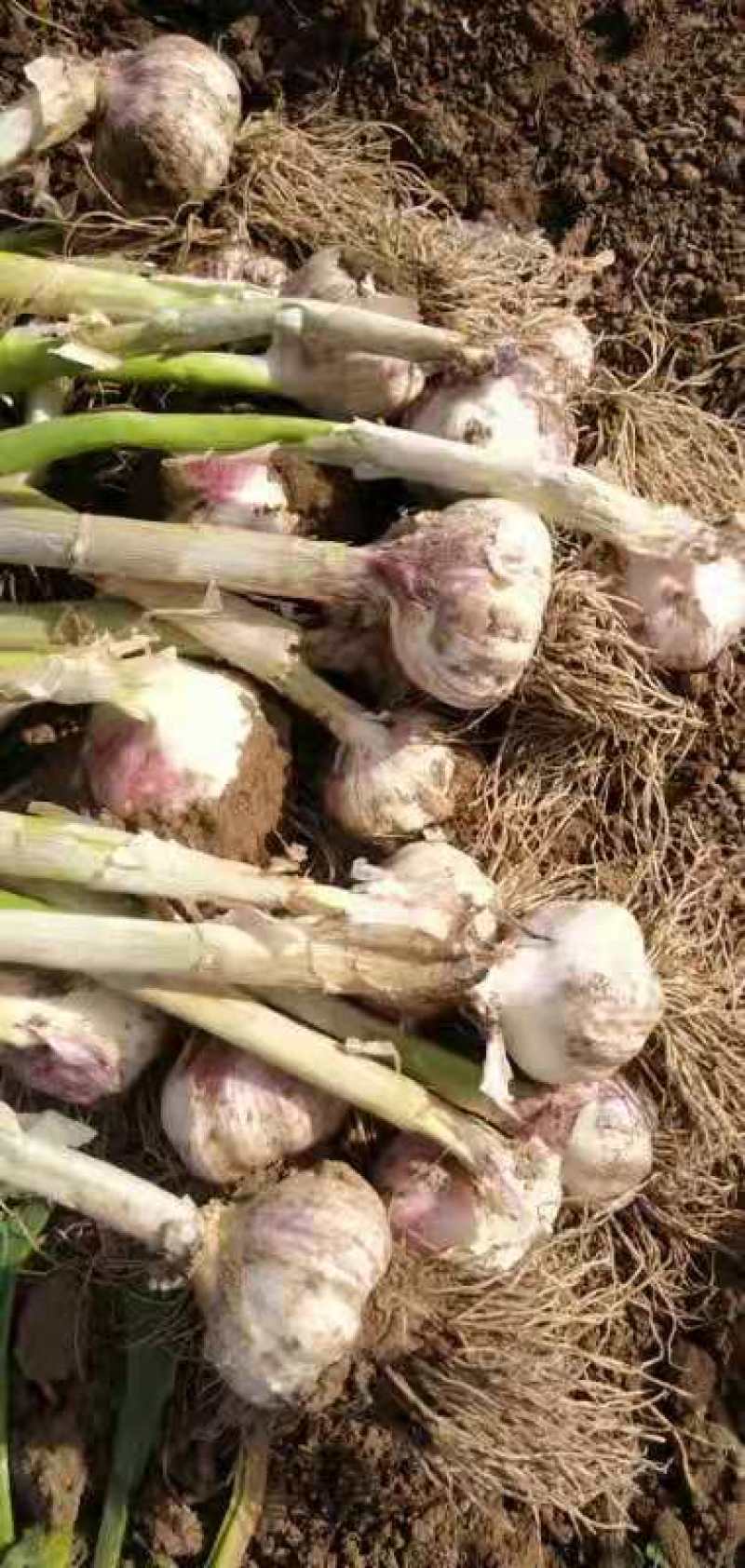 精品大蒜，货源充足，常年供货