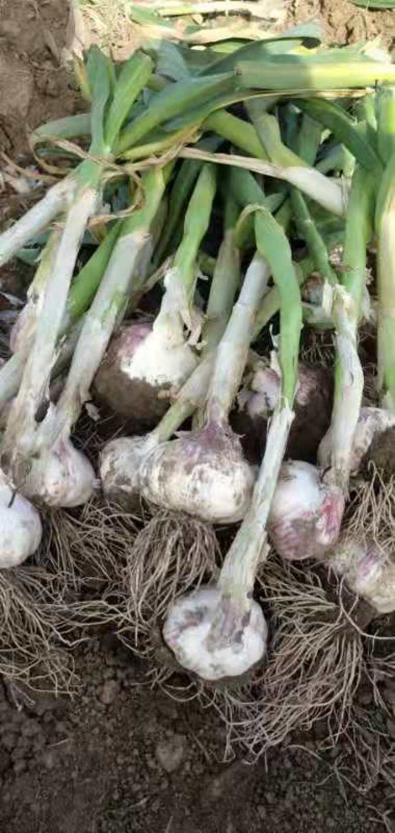 精品大蒜，货源充足，常年供货