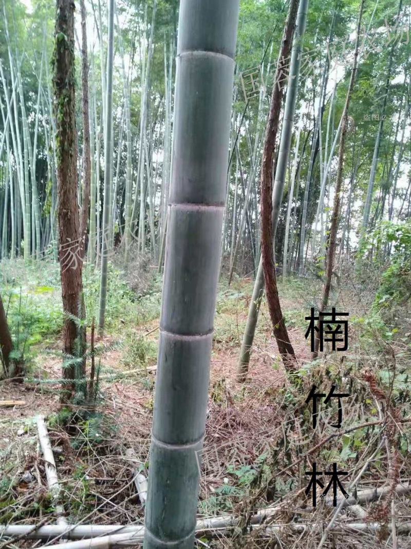 楠竹苗毛竹苗基地直销品质好量大从优