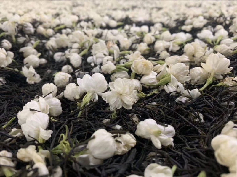 黑美人茉莉花茶广西横州中华茉莉花园浓香型花茶