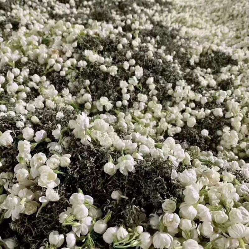 黑美人茉莉花茶广西横州中华茉莉花园浓香型花茶