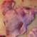 猪颈肉15元-23