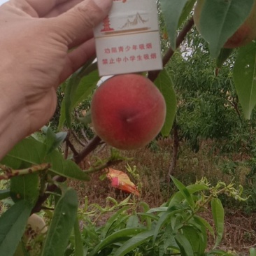 春密毛桃