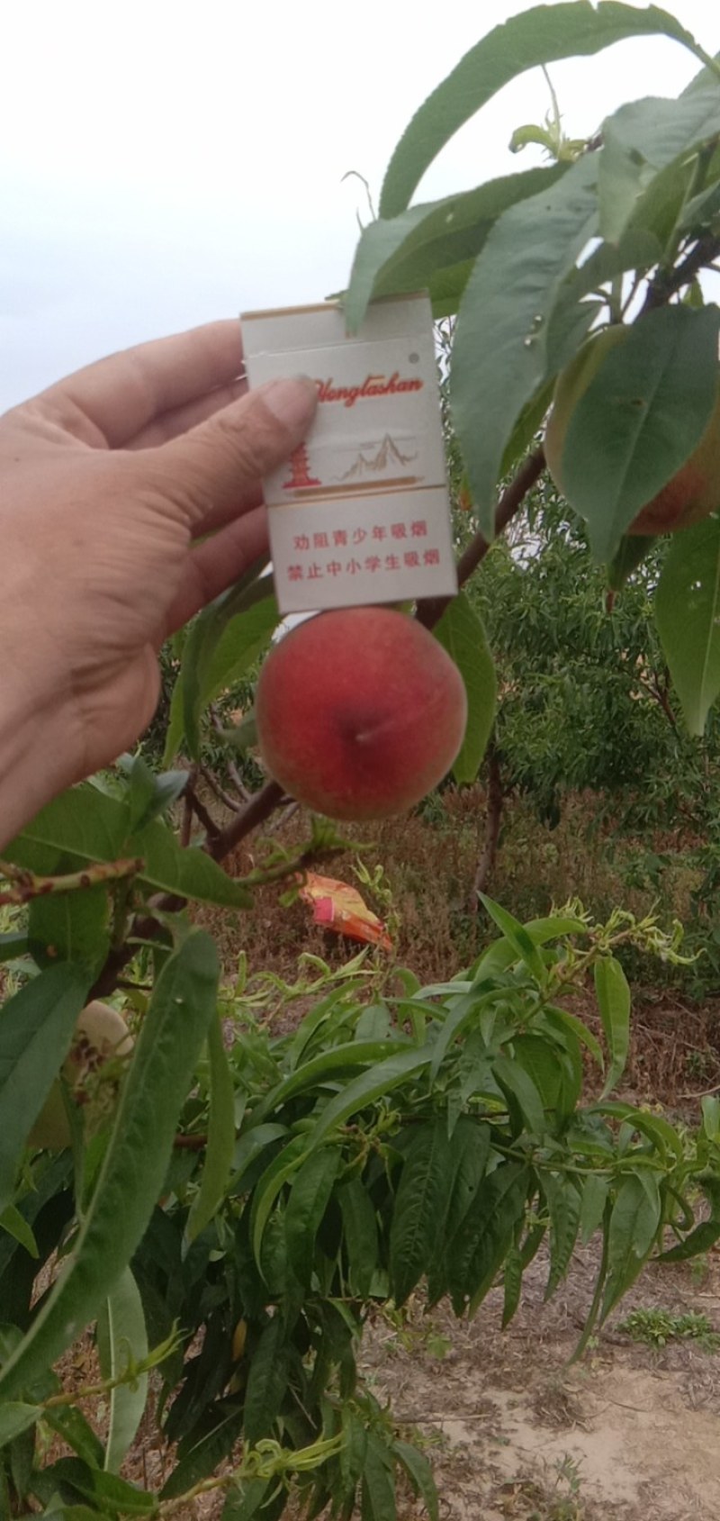 春密毛桃