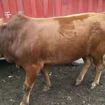 牛，贵州威宁农户散养草料土黄牛，品质优越肉质鲜美。