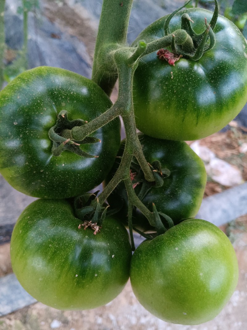 铁皮柿子草莓柿子绿腚西红柿小时候的味道