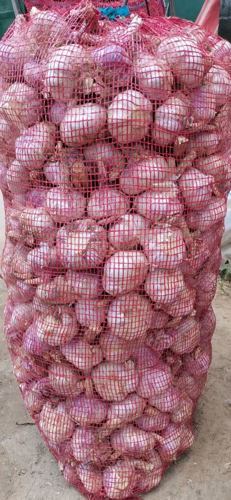 金乡大蒜，红蒜白蒜，太空紫皮蒜