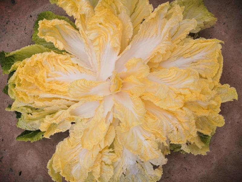 夏阳白菜，黄心白菜，大白菜，产地直发可视频看货，质量保证