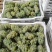 大量水晶葡萄5%以下1~2斤，产地直销，量大价优！