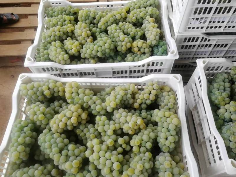 大量水晶葡萄5%以下1~2斤，产地直销，量大价优！