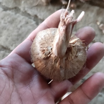藏红花种球
