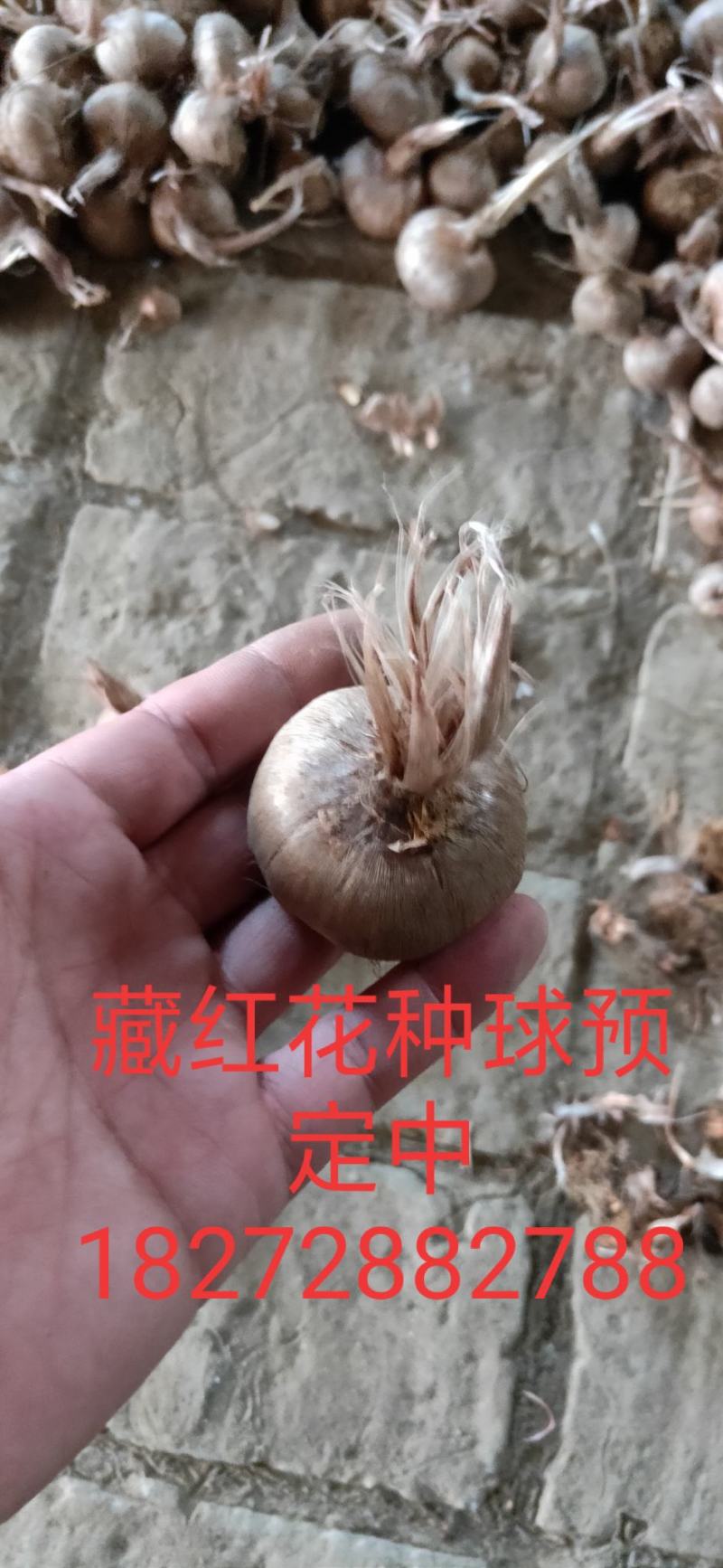 藏红花种球