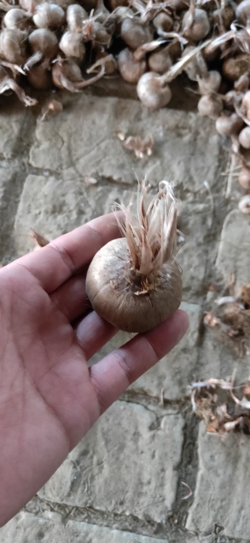 藏红花种球