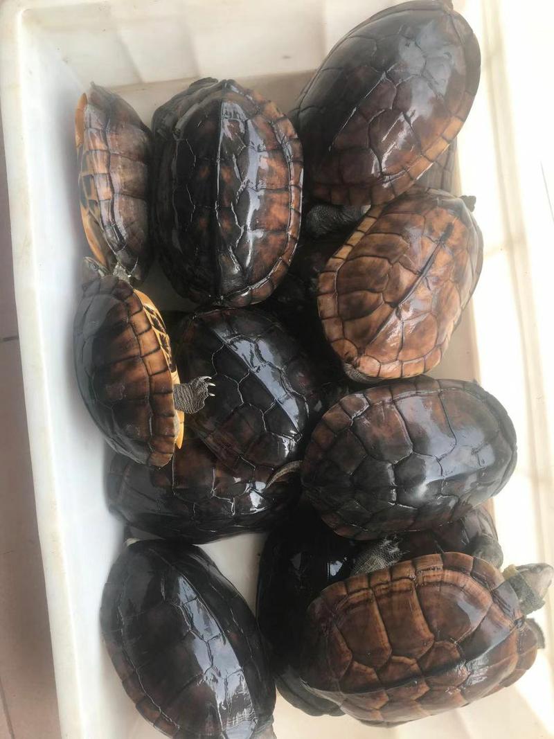 下蛋稳产种龟便宜有售，种龟，龟苗，小龟苗