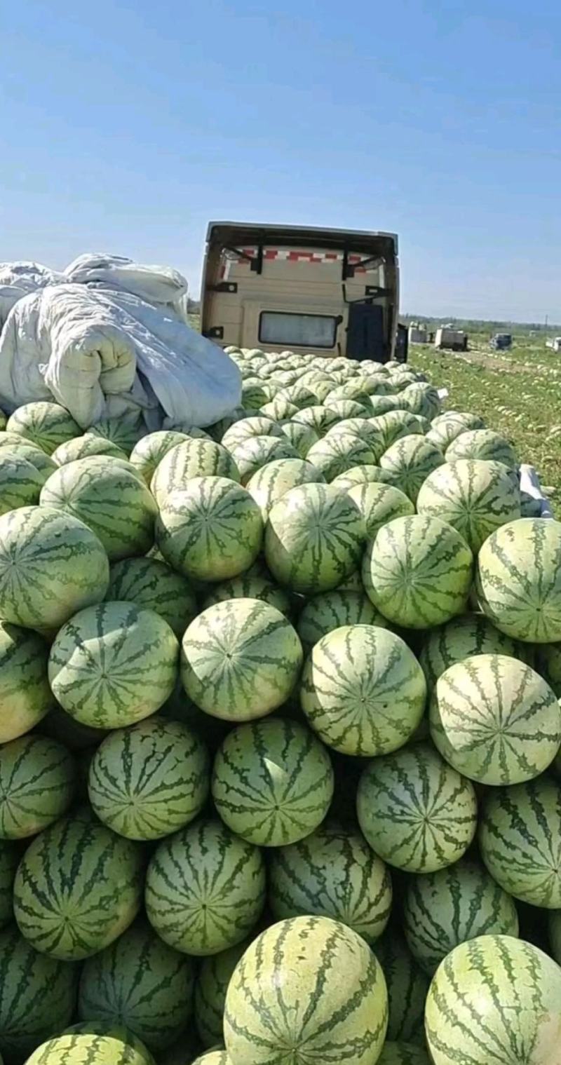 西瓜金城5号西瓜耐运输个头大包成熟包甜可视频看货