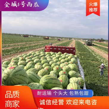 西瓜金城5号西瓜耐运输个头大包成熟包甜可视频看货