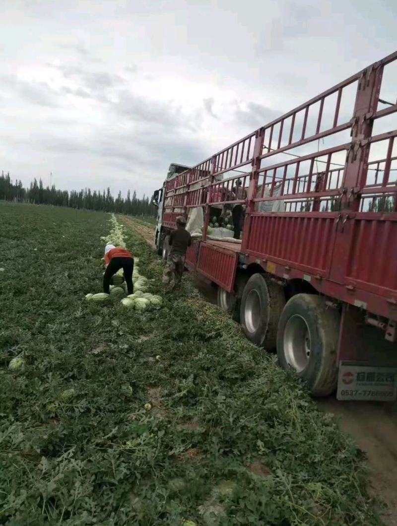 西瓜金城5号西瓜耐运输个头大包成熟包甜可视频看货