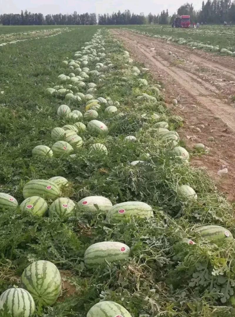 西瓜金城5号西瓜耐运输个头大包成熟包甜可视频看货